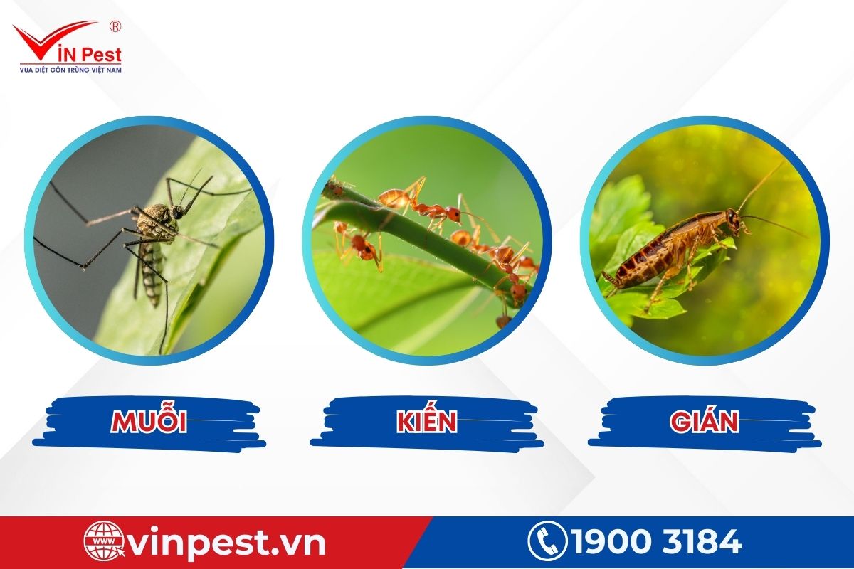 Các loài côn trùng gây hại Các loài côn trùng gây hại