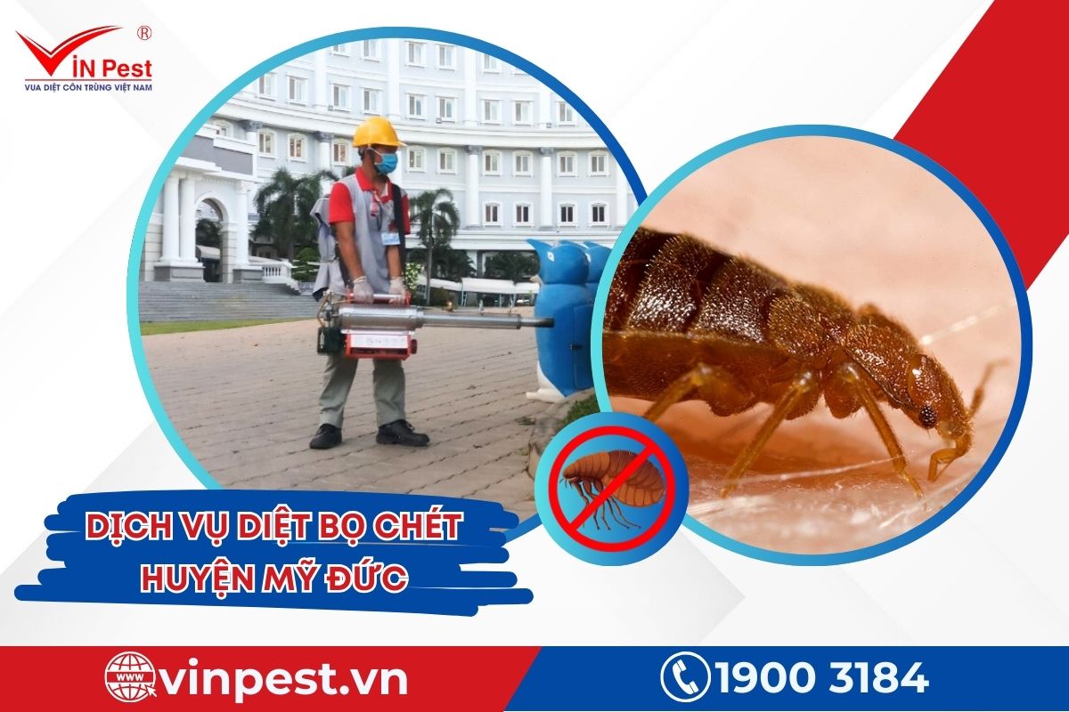 Diệt bọ chét huyện Mỹ Đức tại VinPest Diệt bọ chét huyện Mỹ Đức tại VinPest