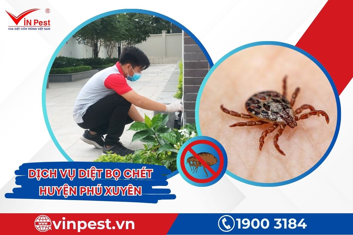Diệt bọ chét huyện Phú Xuyên của Vinpest Diệt bọ chét huyện Phú Xuyên của Vinpest