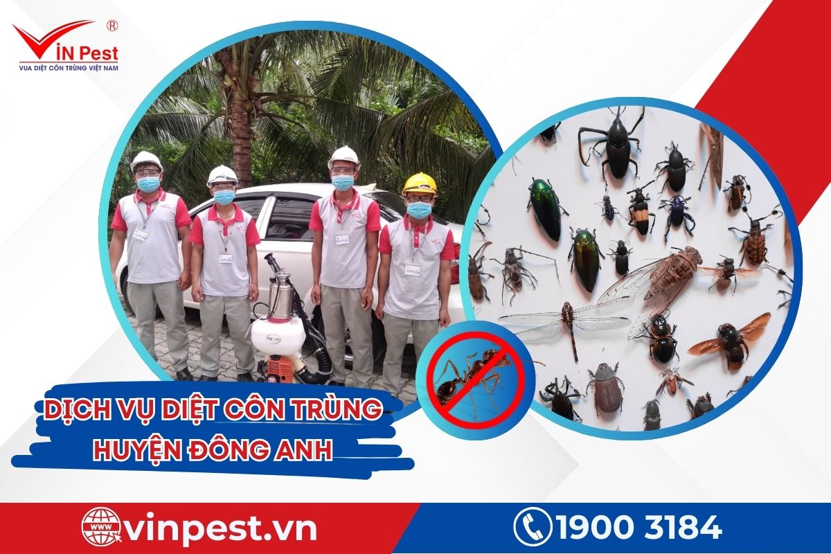 Dịch vụ diệt côn trùng huyện Đông Anh của VinPest Dịch vụ diệt côn trùng huyện Đông Anh của VinPest
