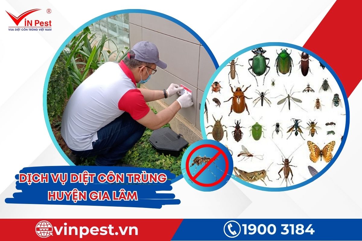 Dịch vụ diệt côn trùng huyện Gia Lâm của Vinpest Dịch vụ diệt côn trùng huyện Gia Lâm của Vinpest
