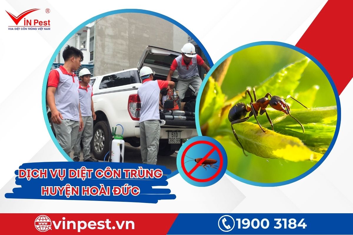 Dịch vụ diệt côn trùng huyện Hoài Đức của VinPest Dịch vụ diệt côn trùng huyện Hoài Đức của VinPest