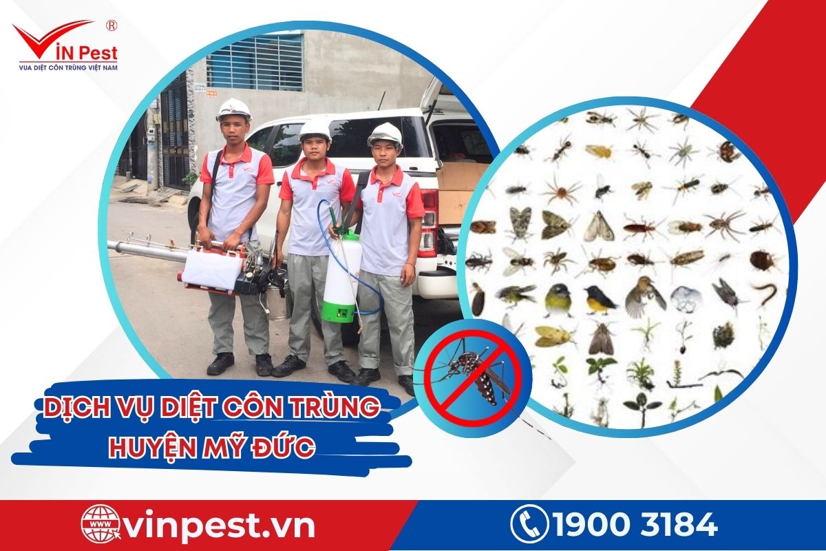 Dịch vụ diệt côn trùng huyện Mỹ Đức tại VinPest Dịch vụ diệt côn trùng huyện Mỹ Đức tại VinPest