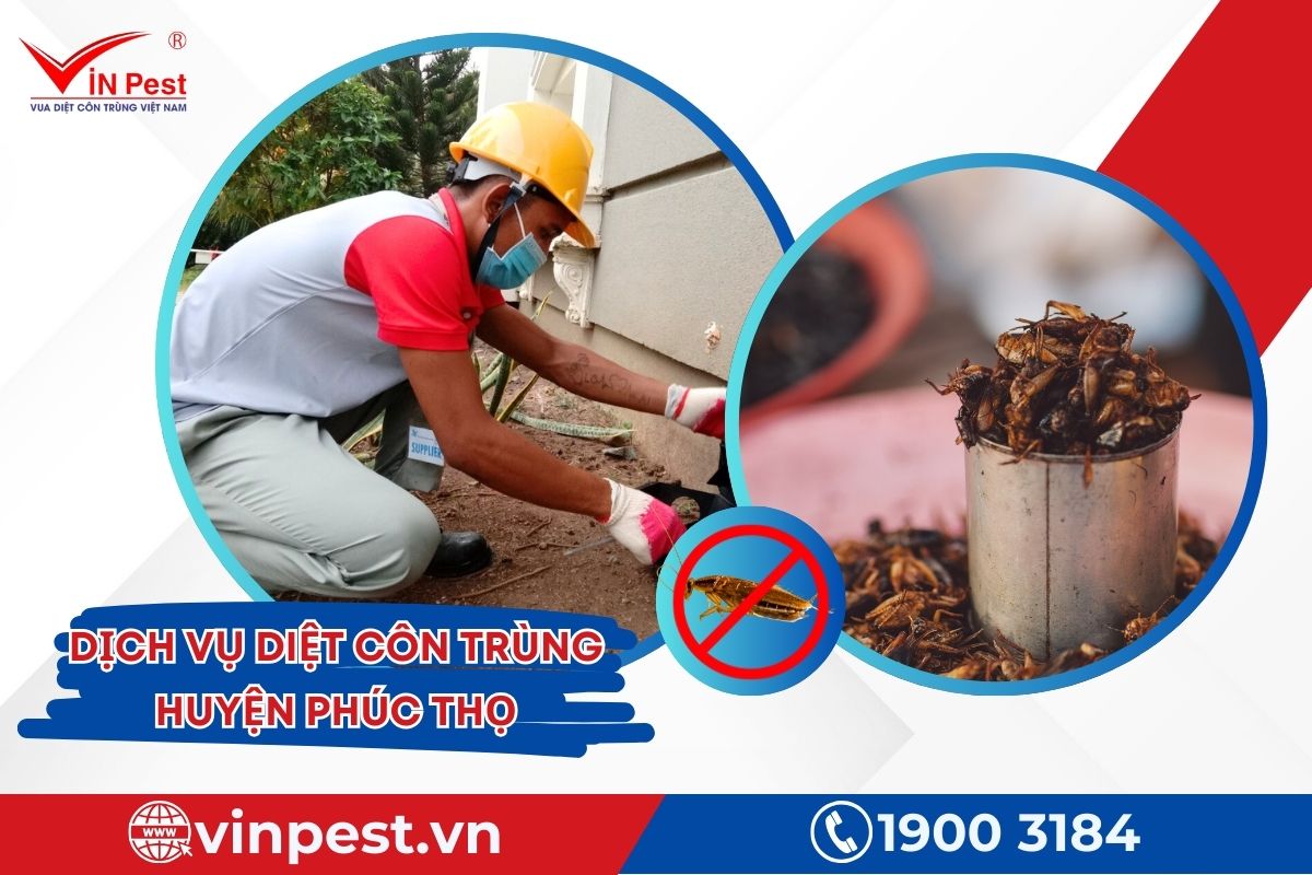Dịch vụ diệt côn trùng huyện Phúc Thọ của Vinpest Dịch vụ diệt côn trùng huyện Phúc Thọ của Vinpest