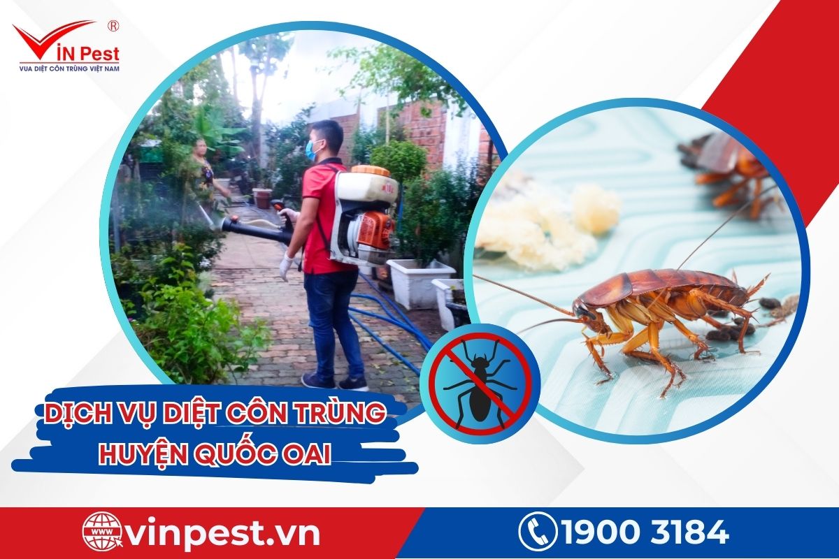 dịch vụ diệt côn trùng huyện Quốc Oai của Vinpest dịch vụ diệt côn trùng huyện Quốc Oai của Vinpest