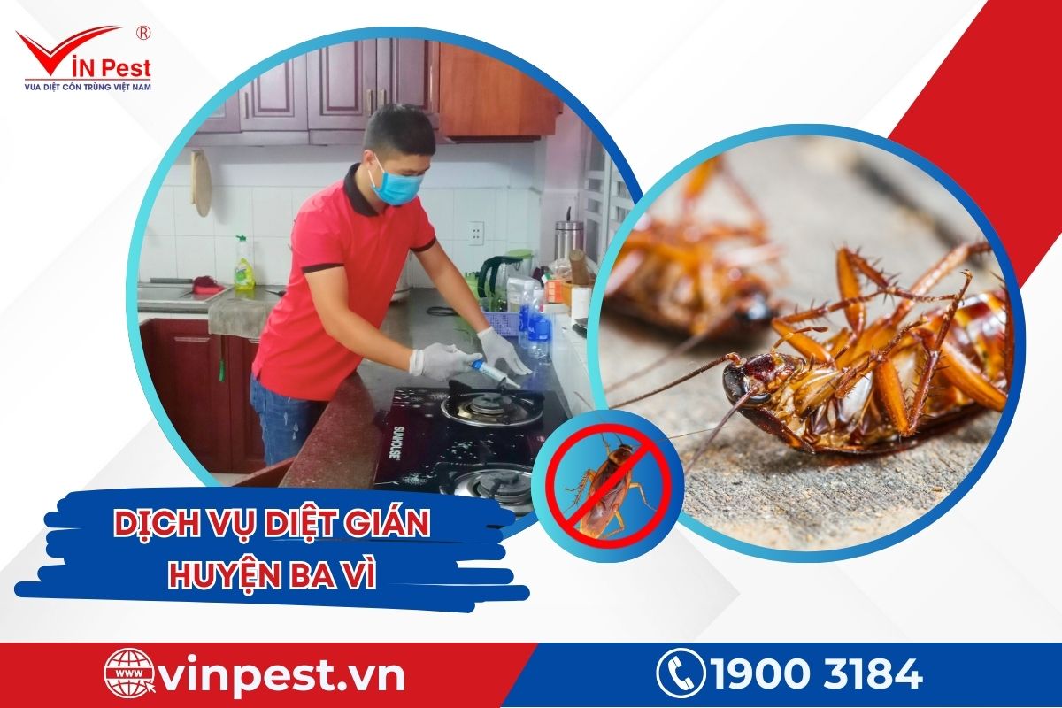 Dịch vụ diệt gián huyện Ba Vì của Vinpest Dịch vụ diệt gián huyện Ba Vì của Vinpest