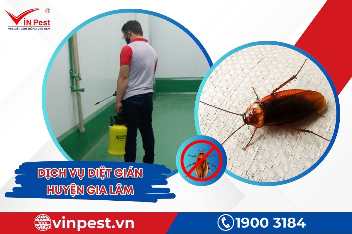 Dịch vụ diệt gián huyện Gia Lâm của Vinpest Dịch vụ diệt gián huyện Gia Lâm của Vinpest