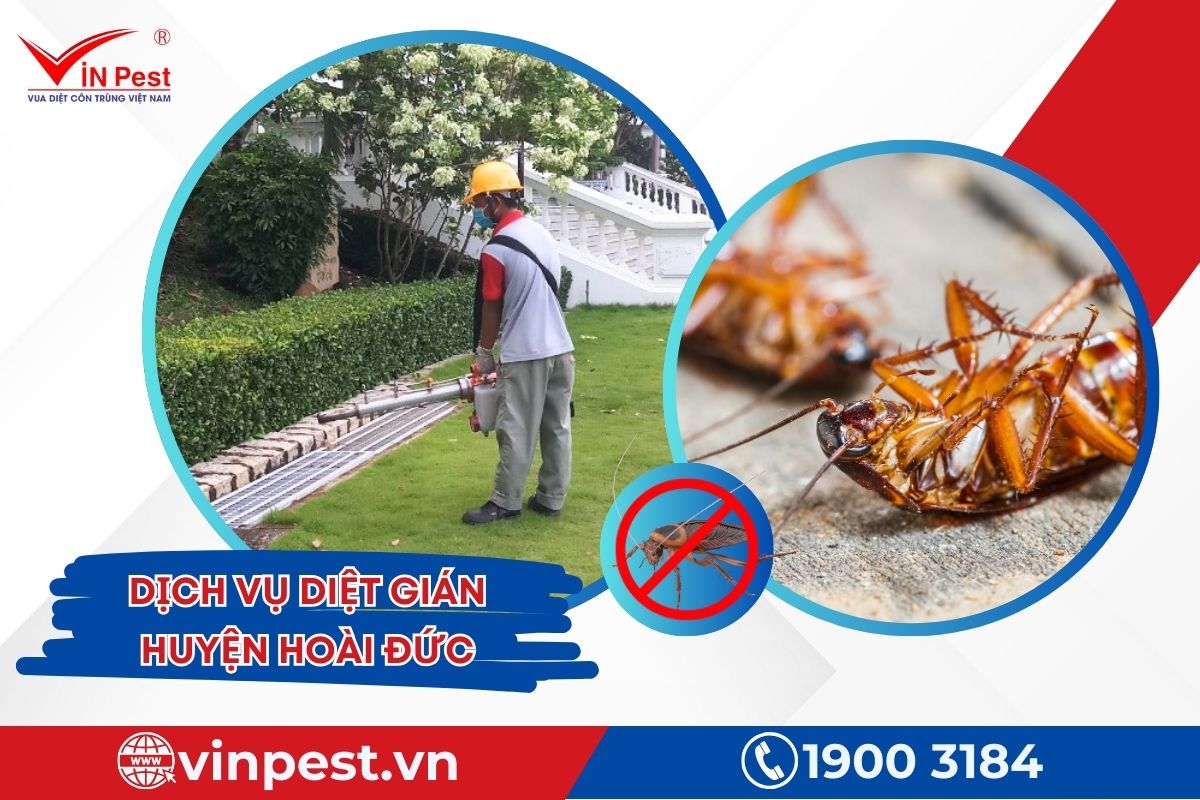 Diệt gián huyện Hoài Đức tại VinPest Diệt gián huyện Hoài Đức tại VinPest