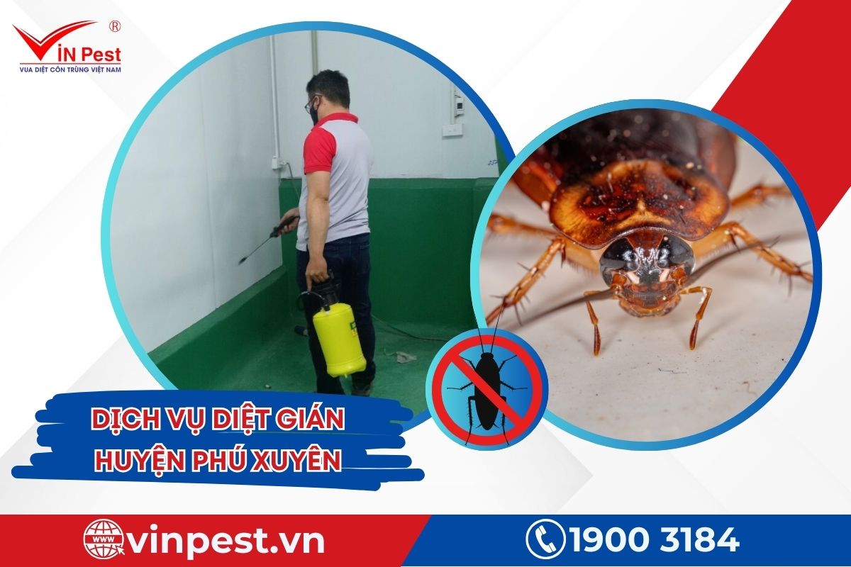 Dịch vụ diệt gián huyện Phú Xuyên của Vinpest Dịch vụ diệt gián huyện Phú Xuyên của Vinpest