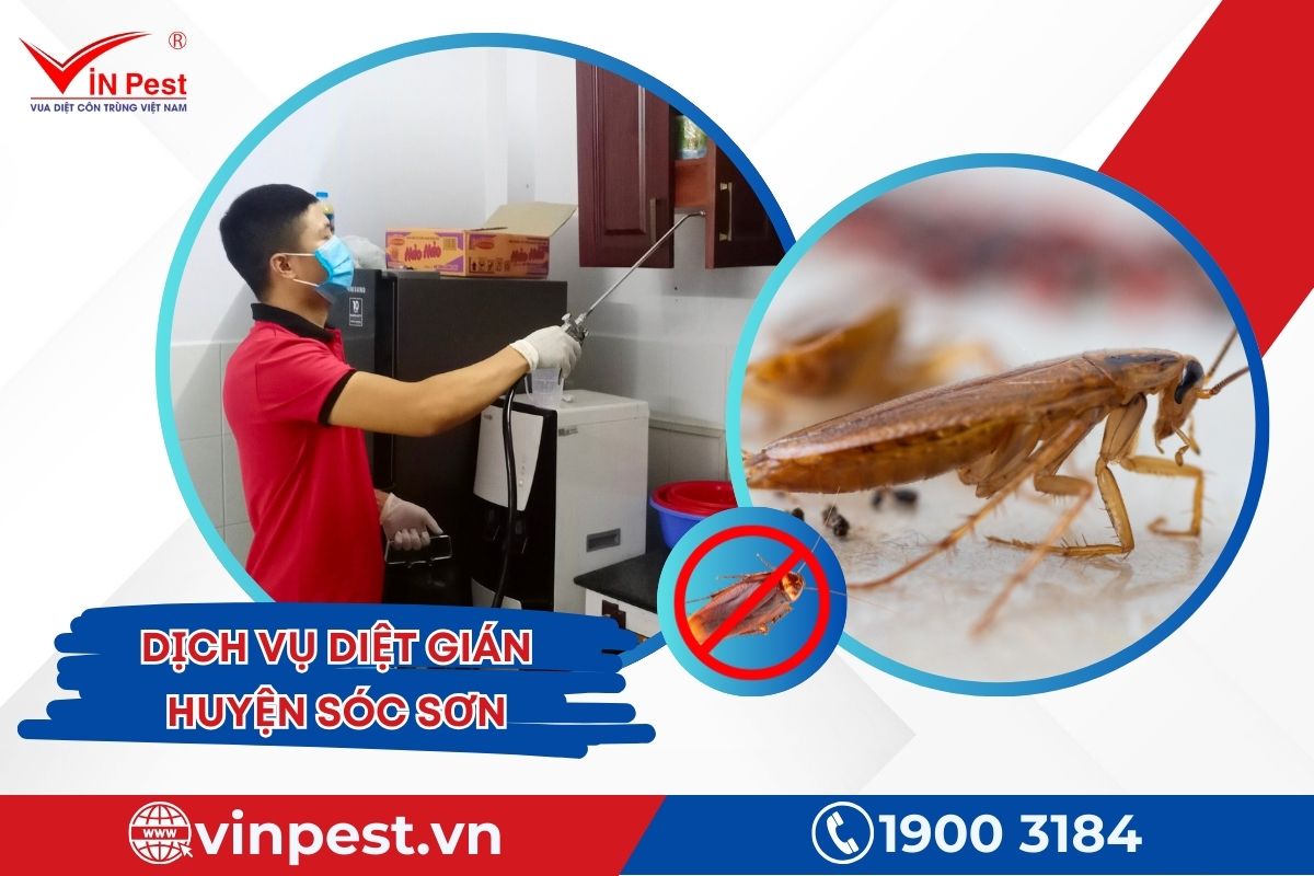 Dịch vụ diệt gián huyện Sóc Sơn tại VinPest Dịch vụ diệt gián huyện Sóc Sơn tại VinPest