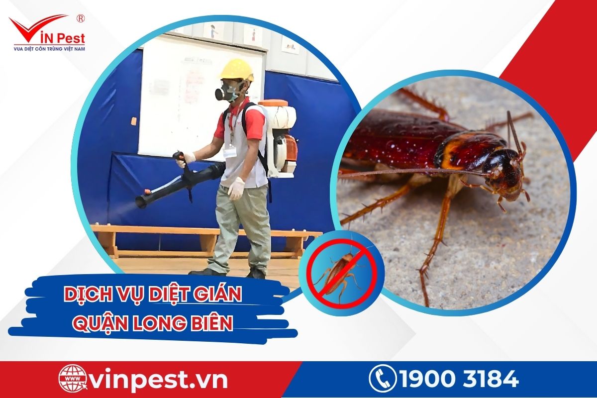 Dịch vụ diệt gián quận Long Biên của VinPest Dịch vụ diệt gián quận Long Biên của VinPest