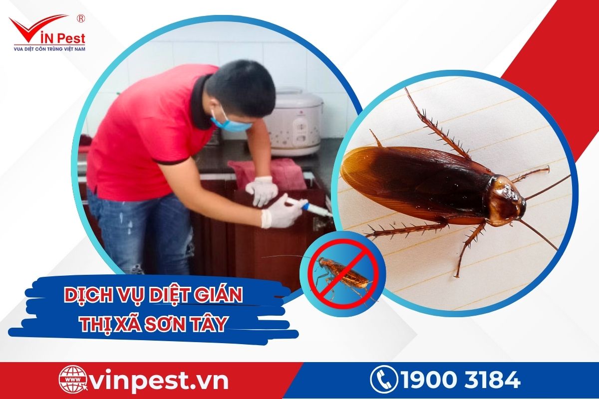 Dịch vụ diệt gián thị xã Sơn Tây của VinPest Dịch vụ diệt gián thị xã Sơn Tây của VinPest