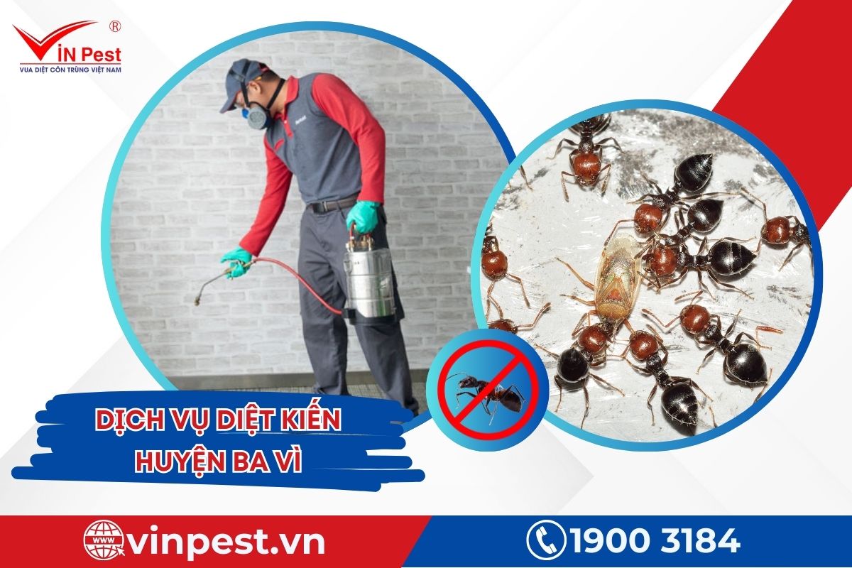Dịch vụ diệt kiến huyện Ba Vì của Vinpest Dịch vụ diệt kiến huyện Ba Vì của Vinpest