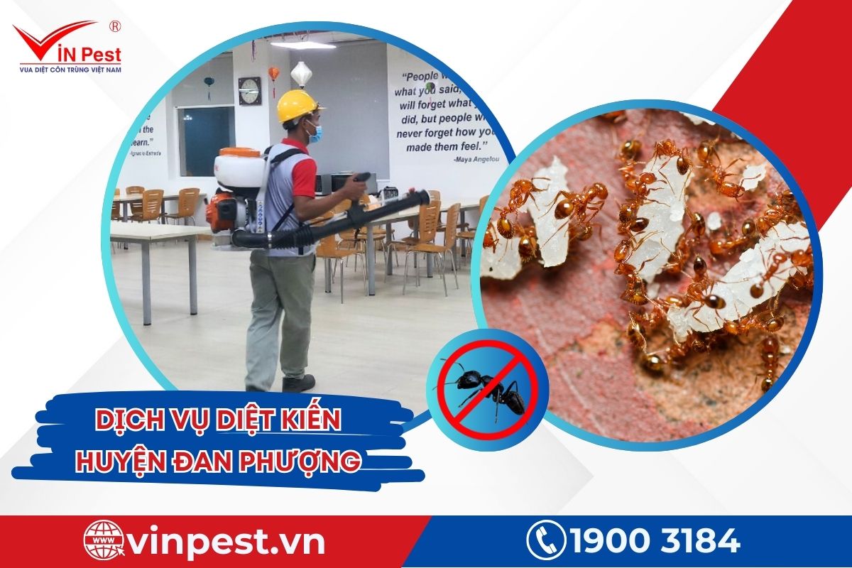 Dịch vụ diệt kiến huyện Đan Phượng của VinPest Dịch vụ diệt kiến huyện Đan Phượng của VinPest