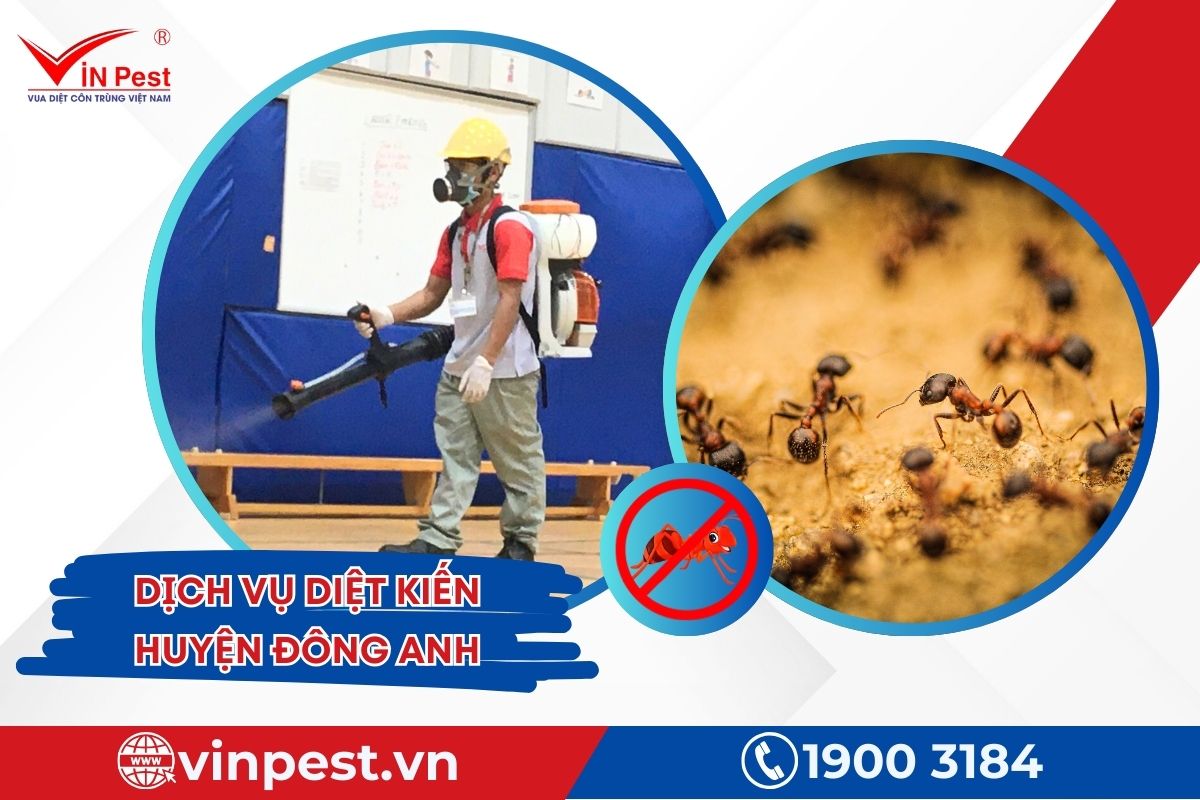 Dịch vụ diệt kiến huyện Đông Anh tại Vinpest Dịch vụ diệt kiến huyện Đông Anh tại Vinpest
