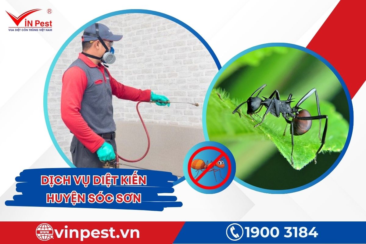 Dịch vụ diệt kiến huyện Sóc Sơn tại VinPest Dịch vụ diệt kiến huyện Sóc Sơn tại VinPest