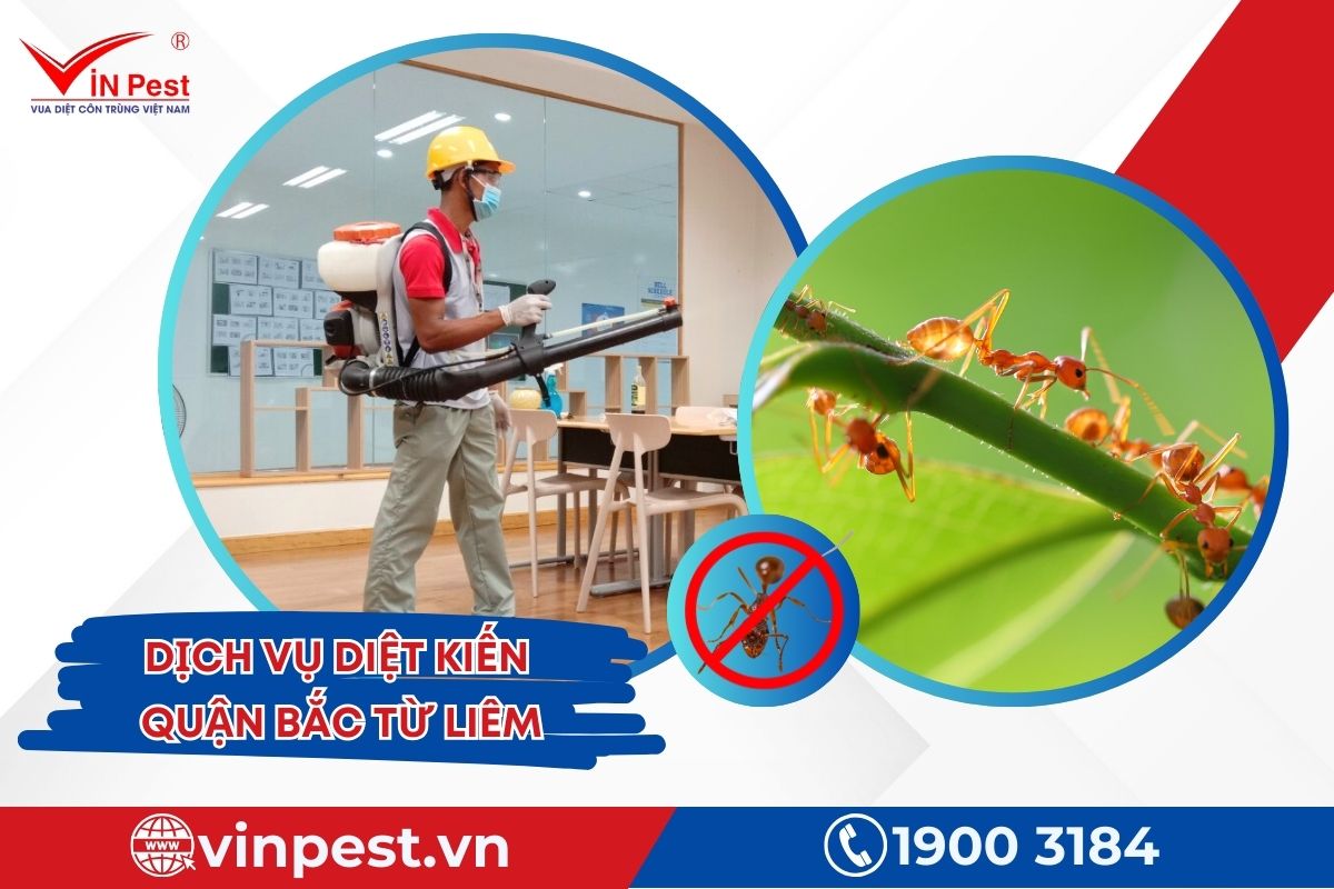 Dịch vụ diệt kiến quận Bắc Từ Liêm của Vinpest Dịch vụ diệt kiến quận Bắc Từ Liêm của Vinpest