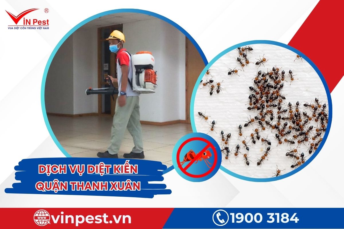 VinPest cung cấp dịch vụ diệt kiến quận Thanh Xuân 