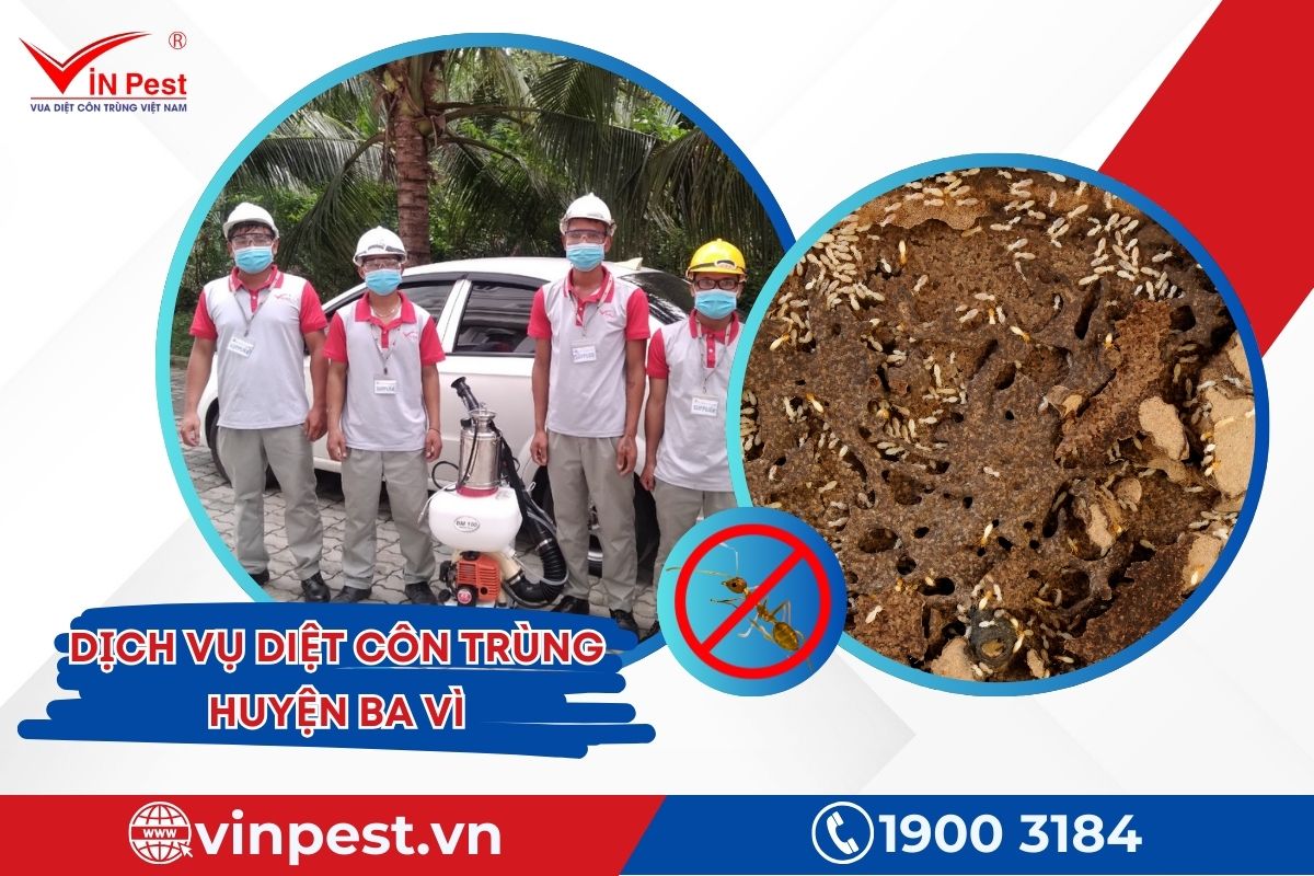 dịch vụ diệt côn trùng huyện Ba Vì của Vinpest dịch vụ diệt côn trùng huyện Ba Vì của Vinpest