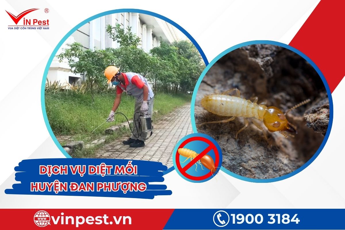 Dịch vụ diệt mối huyện Đan Phượng của VinPest Dịch vụ diệt mối huyện Đan Phượng của VinPest