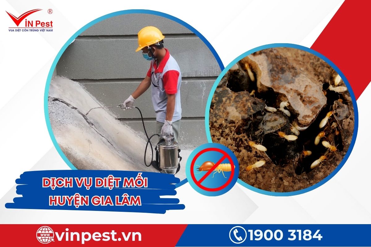 Dịch vụ diệt mối huyện Gia Lâm của VinPest Dịch vụ diệt mối huyện Gia Lâm của VinPest