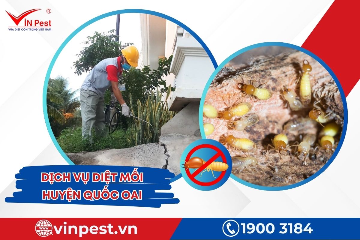 dịch vụ diệt mối huyện Quốc Oai của Vinpest dịch vụ diệt mối huyện Quốc Oai của Vinpest
