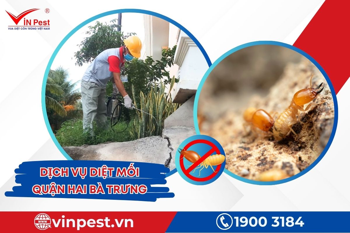 VinPest cung cấp dịch vụ diệt mối quận Hai Bà Trưng VinPest cung cấp dịch vụ diệt mối quận Hai Bà Trưng