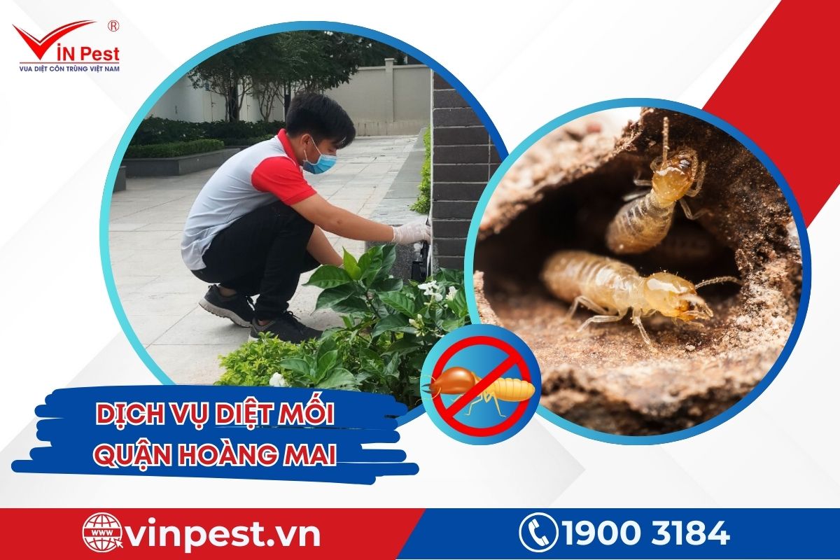 Dịch vụ diệt mối quận Hoàng Mai tại Vinpest Dịch vụ diệt mối quận Hoàng Mai tại Vinpest