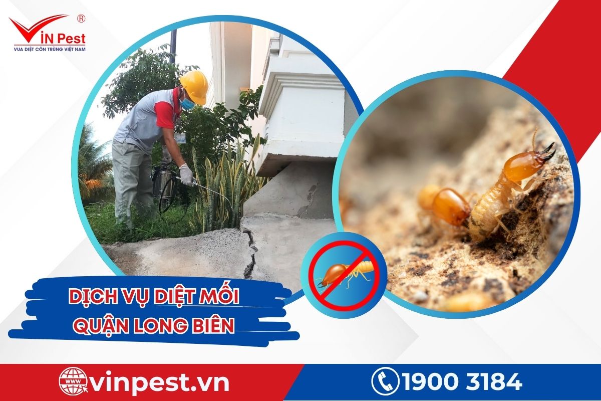 Dịch vụ diệt mối quận Long Biên của VinPest Dịch vụ diệt mối quận Long Biên của VinPest