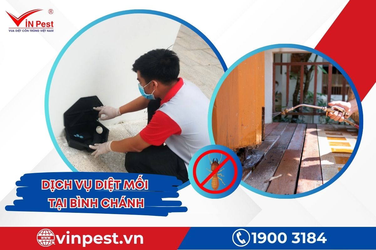 dịch vụ diệt mối Bình Chánh của Công ty Vinpest