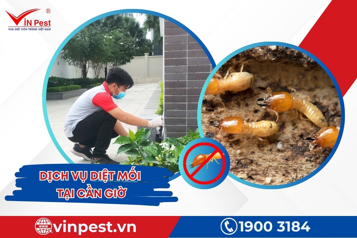 Dịch vụ diệt mối Cần Giờ tại VinPest Dịch vụ diệt mối Cần Giờ tại VinPest