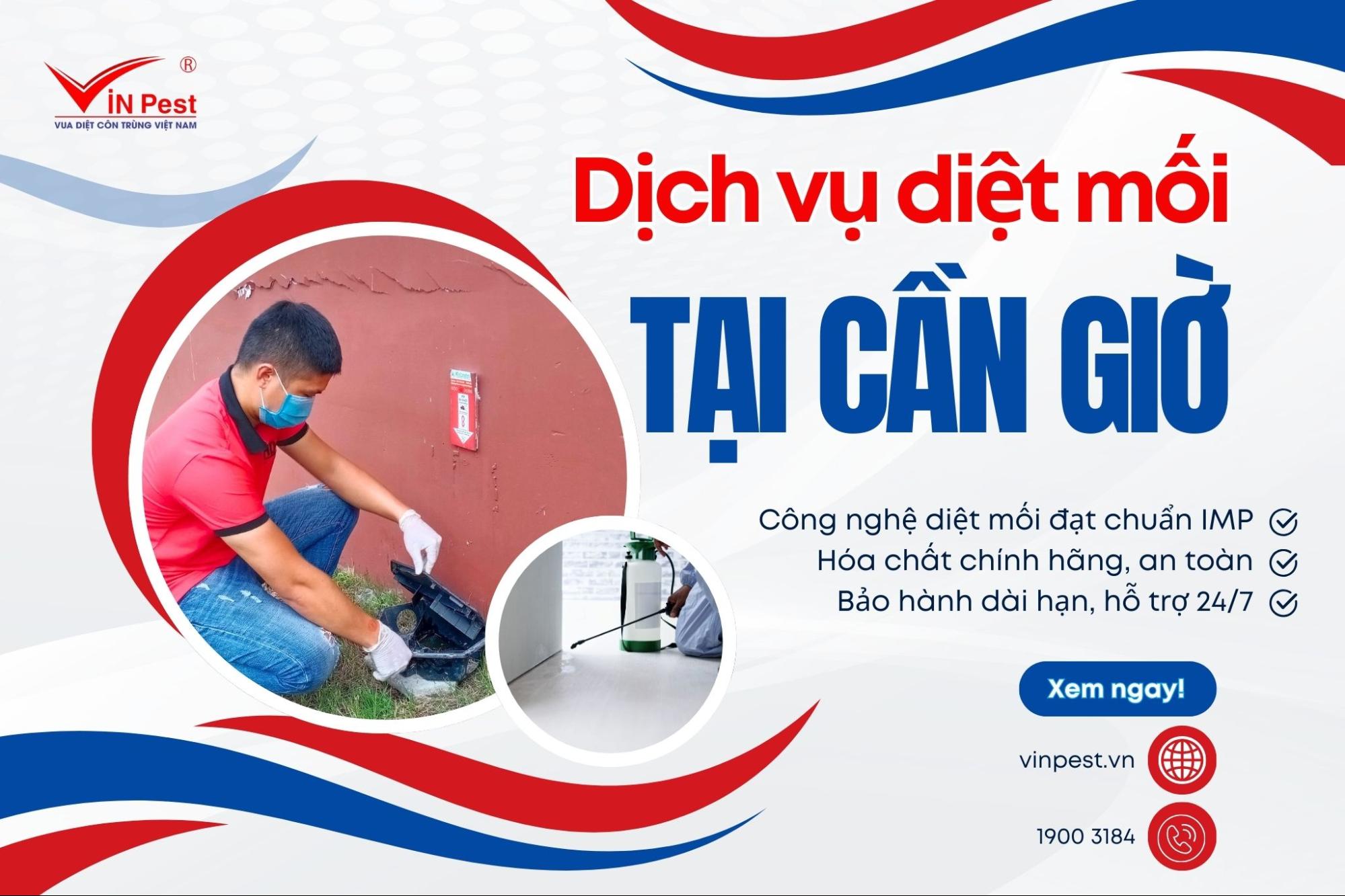 Diệt mối tại Cần Giờ tận gốc, uy tín, giá cả hợp lý