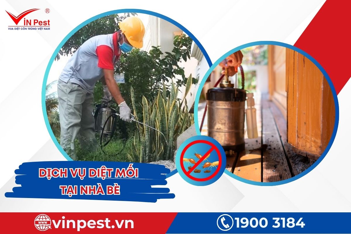 dịch vụ diệt mối tại Nhà Bè dịch vụ diệt mối tại Nhà Bè