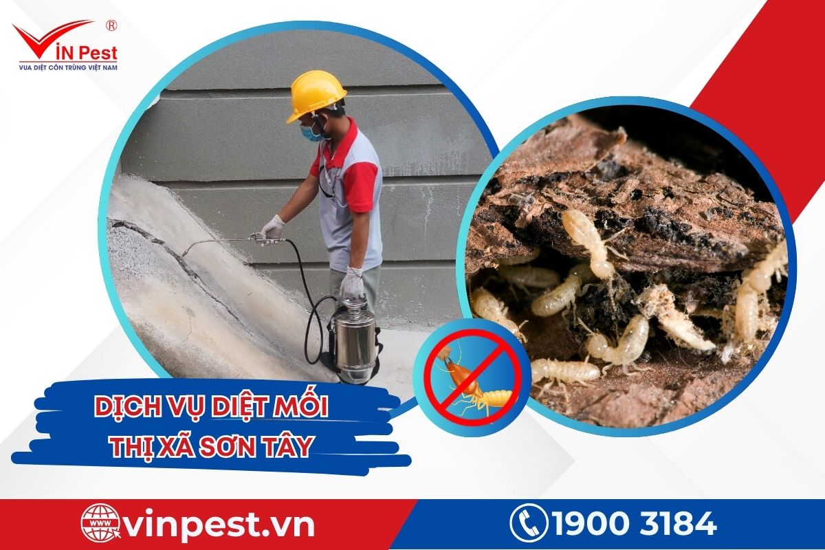 Dịch vụ diệt mối thị xã Sơn Tây của VinPest Dịch vụ diệt mối thị xã Sơn Tây của VinPest