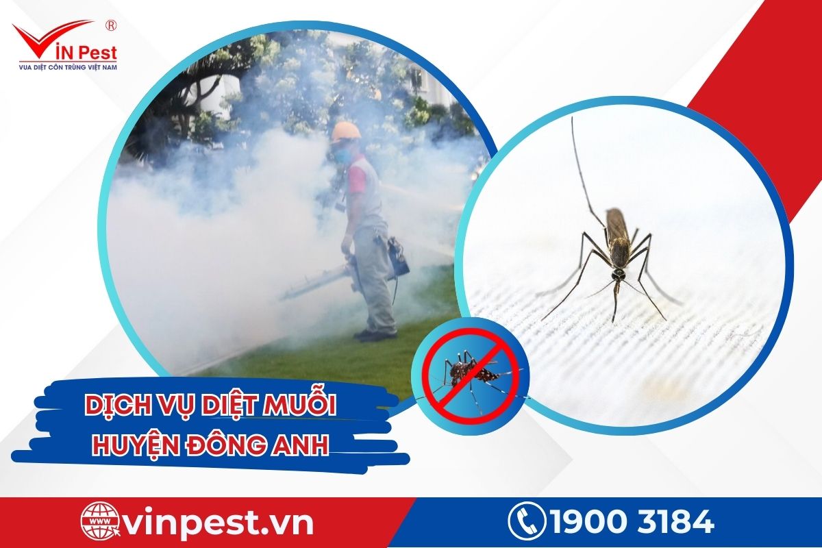 Dịch vụ diệt muỗi huyện Đông Anh của VinPest Dịch vụ diệt muỗi huyện Đông Anh của VinPest