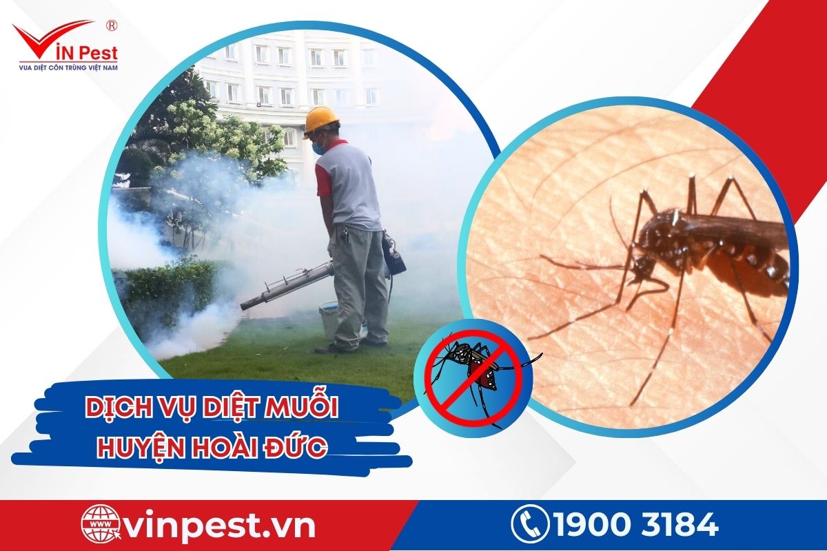 Dịch vụ diệt muỗi huyện Hoài Đức tại VinPest Dịch vụ diệt muỗi huyện Hoài Đức tại VinPest