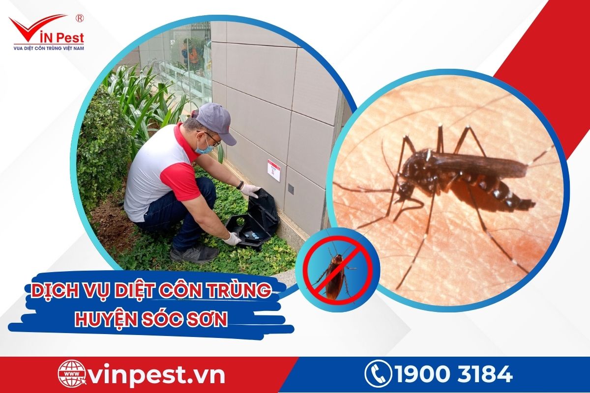 Dịch vụ diệt côn trùng huyện Sóc Sơn tại VinPest Dịch vụ diệt côn trùng huyện Sóc Sơn tại VinPest