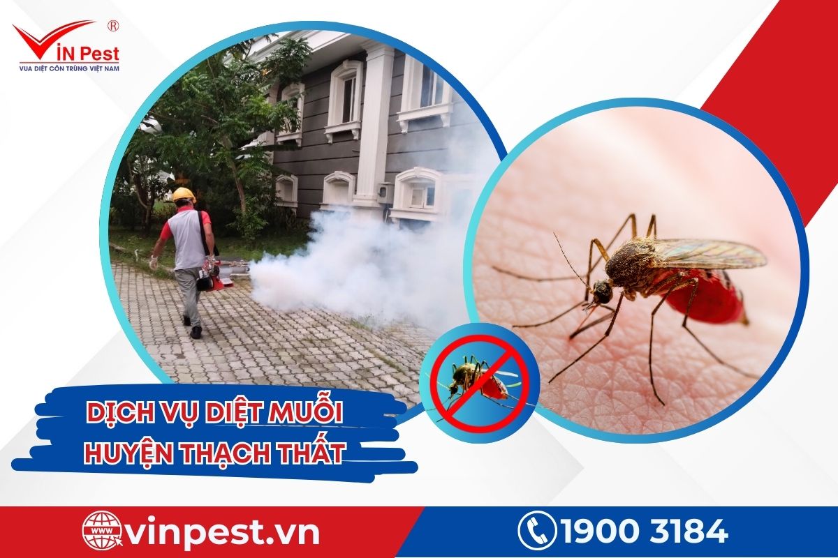 dịch vụ diệt muỗi huyện Thạch Thất của Vinpest dịch vụ diệt muỗi huyện Thạch Thất của Vinpest