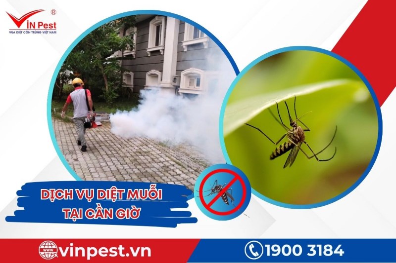 Dịch vụ diệt muỗi tại Cần Giờ được thực hiện hiệu quả từ VinPest