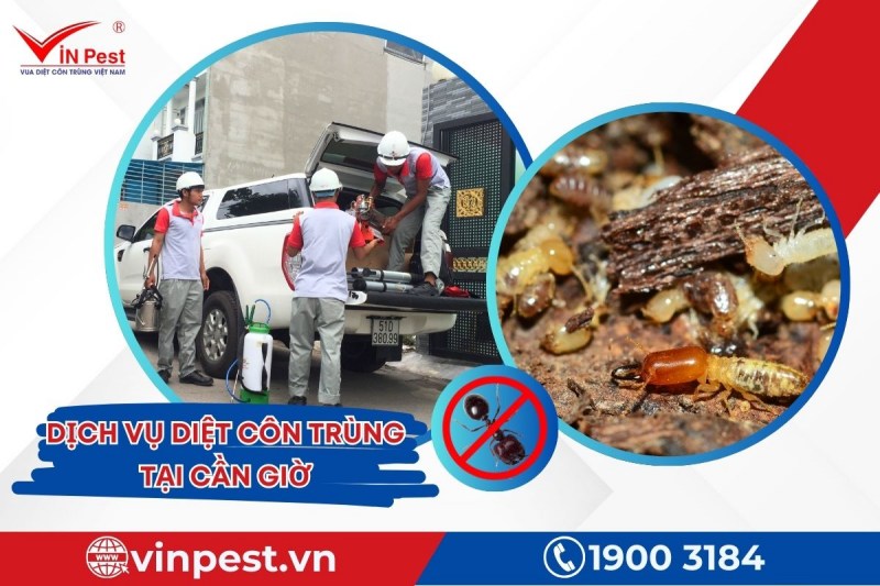 Dịch vụ diệt côn trùng tại Cần Giờ của VinPest đảm bảo an toàn cho sức khỏe con người