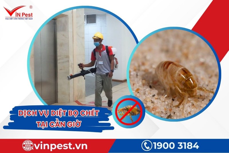 VinPest cung cấp dịch vụ diệt bọ chét tại Cần Giờ uy tín
