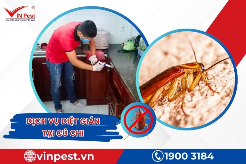 Diệt gián tại Củ Chi hiệu quả từ dịch vụ do VinPest cung cấp