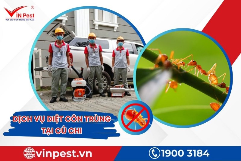 Dịch vụ diệt côn trùng tại Củ Chi được thực hiện bởi đội ngũ giàu kinh nghiệm từ VinPest