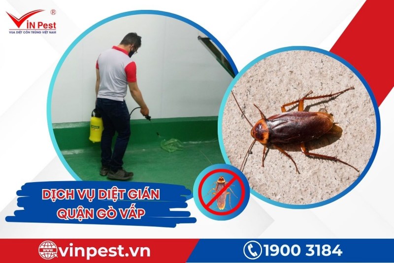 Dịch vụ diệt gián quận Gò Vấp với hiệu quả nhanh chóng tại VinPest