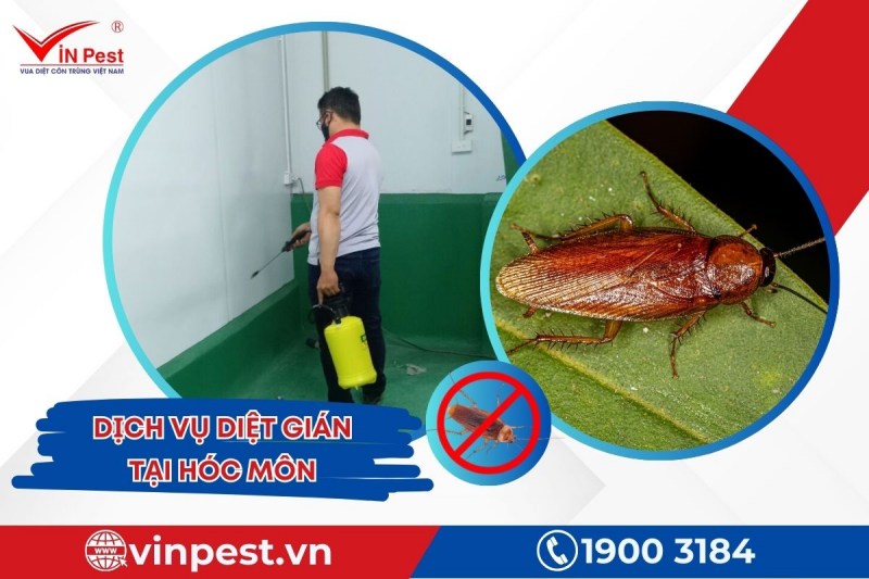 Dịch vụ diệt gián tại Hóc Môn chất lượng từ VinPest