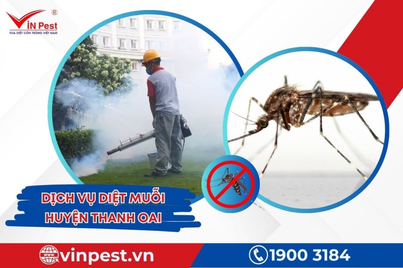 Dịch vụ diệt muỗi huyện Thanh Oai với chất lượng vượt trội tại VinPest