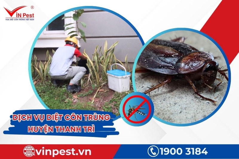 Dịch vụ diệt côn trùng huyện Thanh Trì tại VinPest với chính sách bảo hành dài hạn