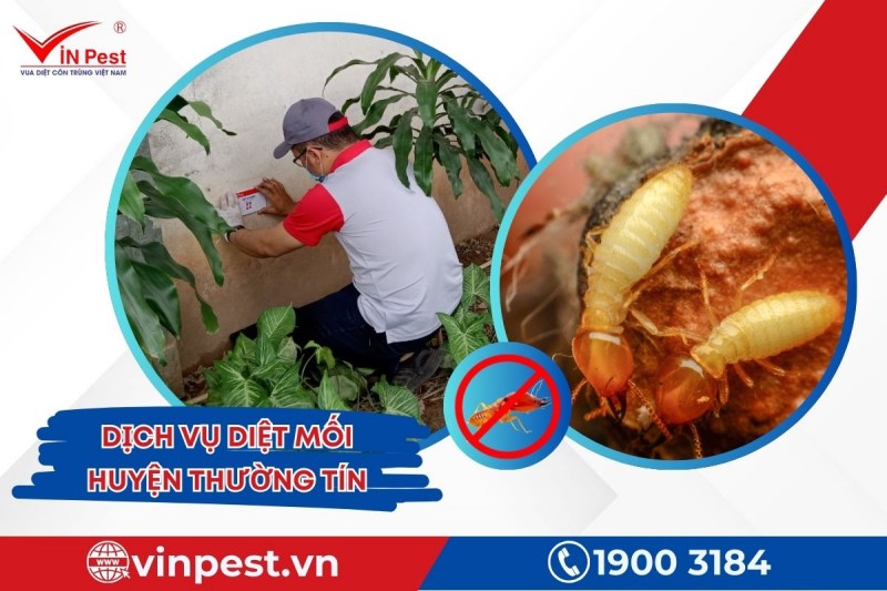 VinPest mang đến dịch vụ diệt mối huyện Thường Tín hiệu quả và an toàn