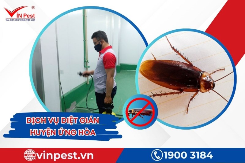 Dịch vụ diệt gián huyện Ứng Hòa tận gốc từ VinPest