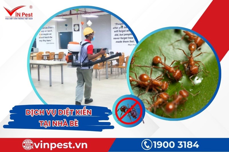 Dịch vụ diệt kiến tại Nhà Bè của VinPest được thực hiện triệt để và ngừa tái phát